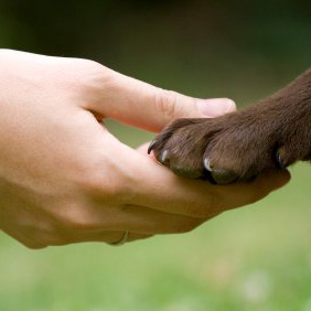 Hand and Paw