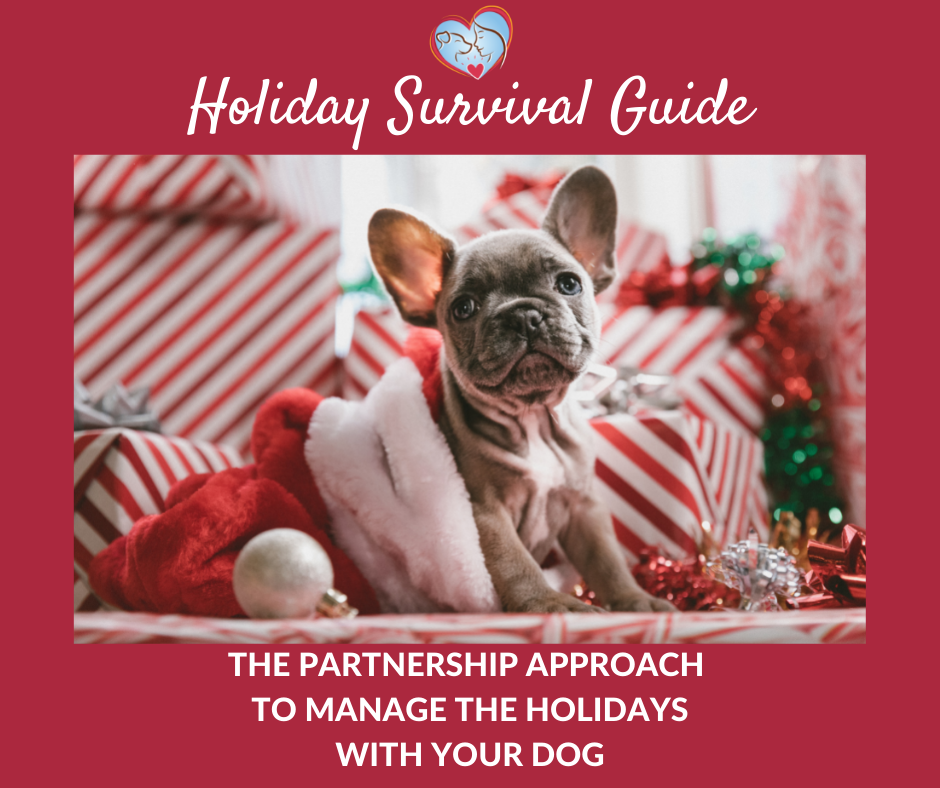 Holiday Survival Guide with your dog